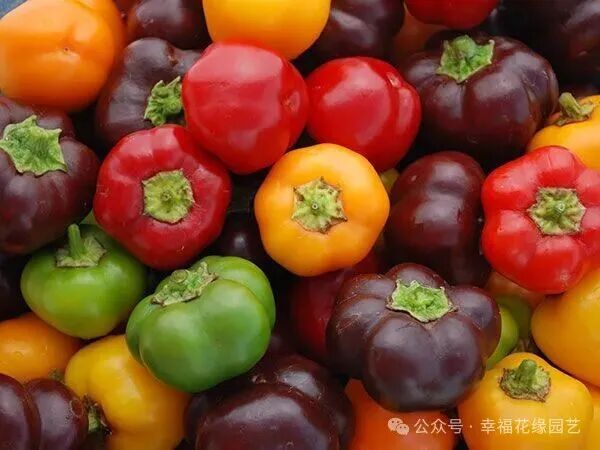 Mini Sweet Peppers: The 'King of Vitamin C' on the Dining Table, Combining Nutrition and Flavor