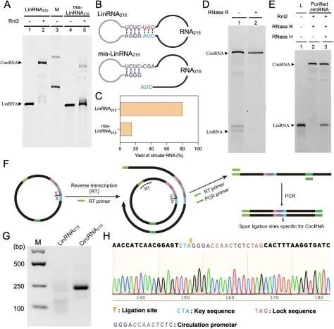 Literature Sharing | J. Am. Chem. Soc.: A Computationally Optimized Ribonucleic Acid Circularization Strategy without Byproducts