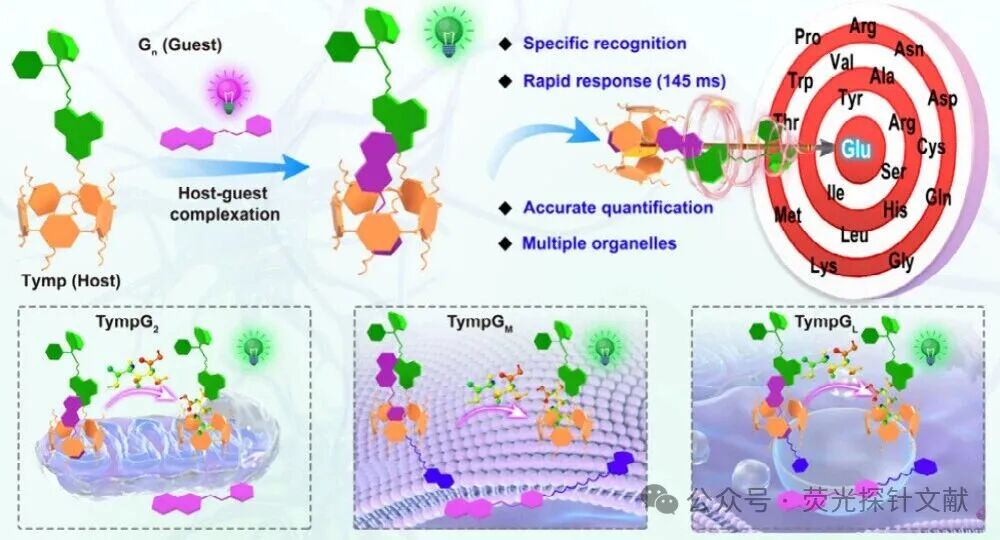 Engineering Supramolecular Fluorescent Chemical Sensors for Dynamic Multiscale Visualization of Glutamate in Living Systems