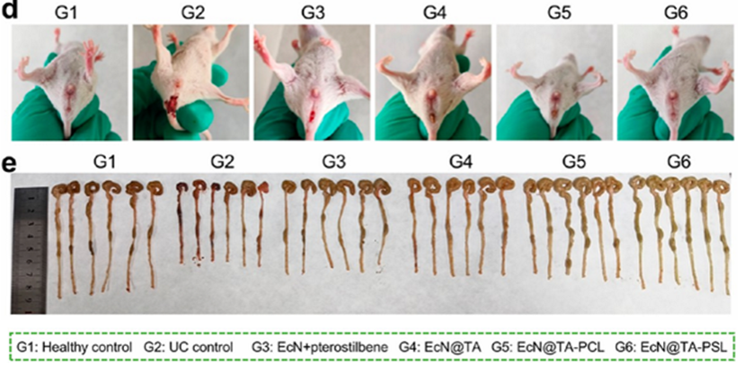 Probiotic–Drug Conjugates Achieve Synchronized Site-Specific Probiotic Colonization and On-Demand Drug Release against Ulcerative Colitis and Its Complications