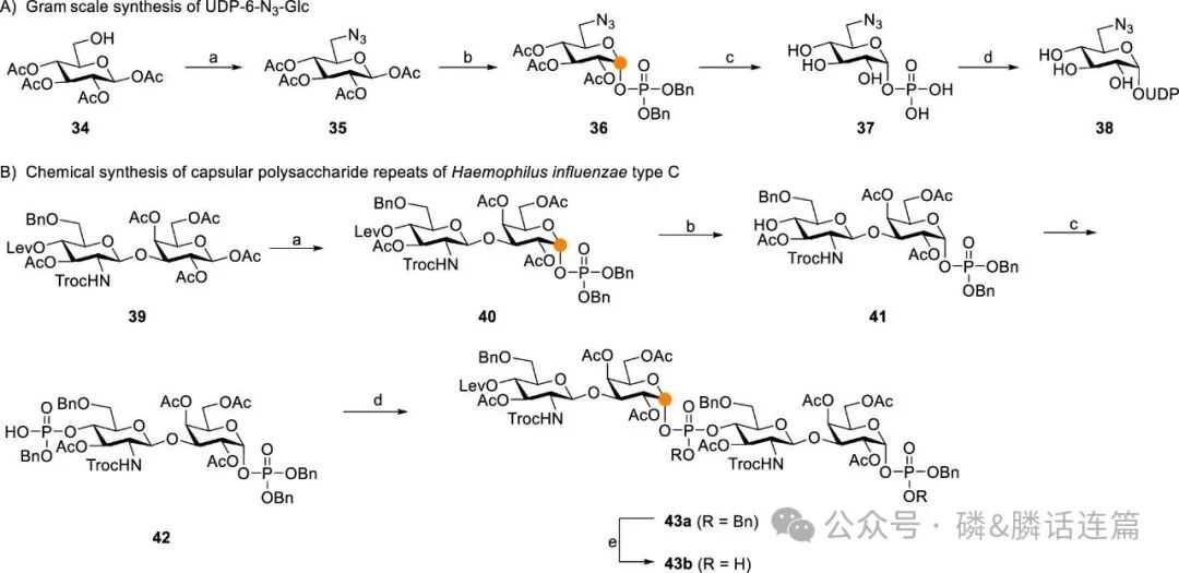 Thiocrown Ether: Reversing SN1 to SN2 Pathways in 1,2-cis Phosphoryl Glycosylation