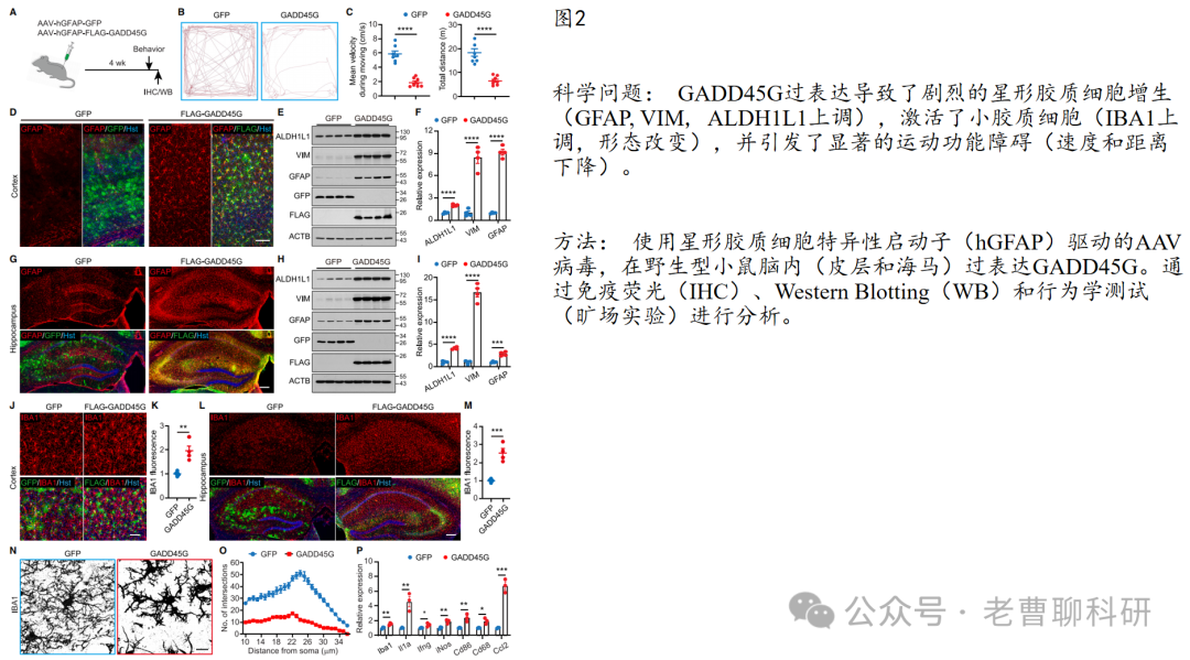 GADD45G as a Pathological Sensor: Coordinating Reactive Gliosis and Neurodegeneration