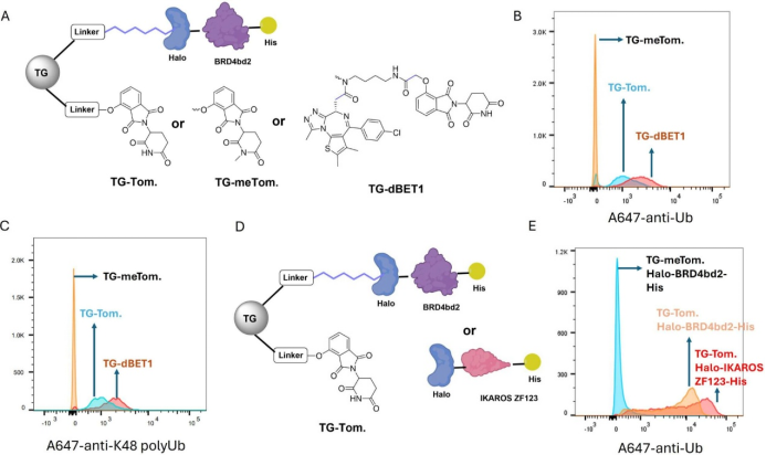 A Functional Assay for Mining Noninhibitory Enzyme Ligands from One Bead One Compound Libraries: Application to E3 Ubiquitin Ligases