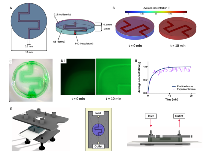 Mater Today Bio: Innovative 3D Bioprinted Vascularized Skin Models with Nutrient Channels for Enhanced Wound Healing and Reliable Drug Testing