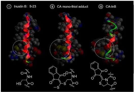 Site-Specific Chemoselective Cyclization and Fluorogenic Modification of Protein Cysteine Residues: From Side-Chain to Backbone