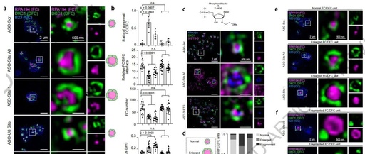 Multi-SIM Supports Publication in Nature: The Spatial Patterns of pre-rRNA Processing and the Multi-Level Structure of the Nucleolus