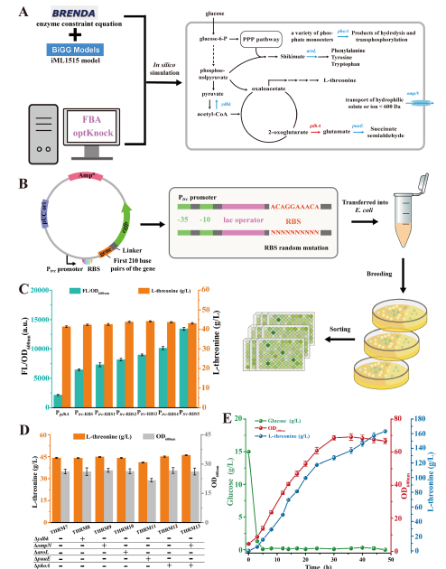 Biosensor Exploration: Enhancing L-Threonine Production in Escherichia coli