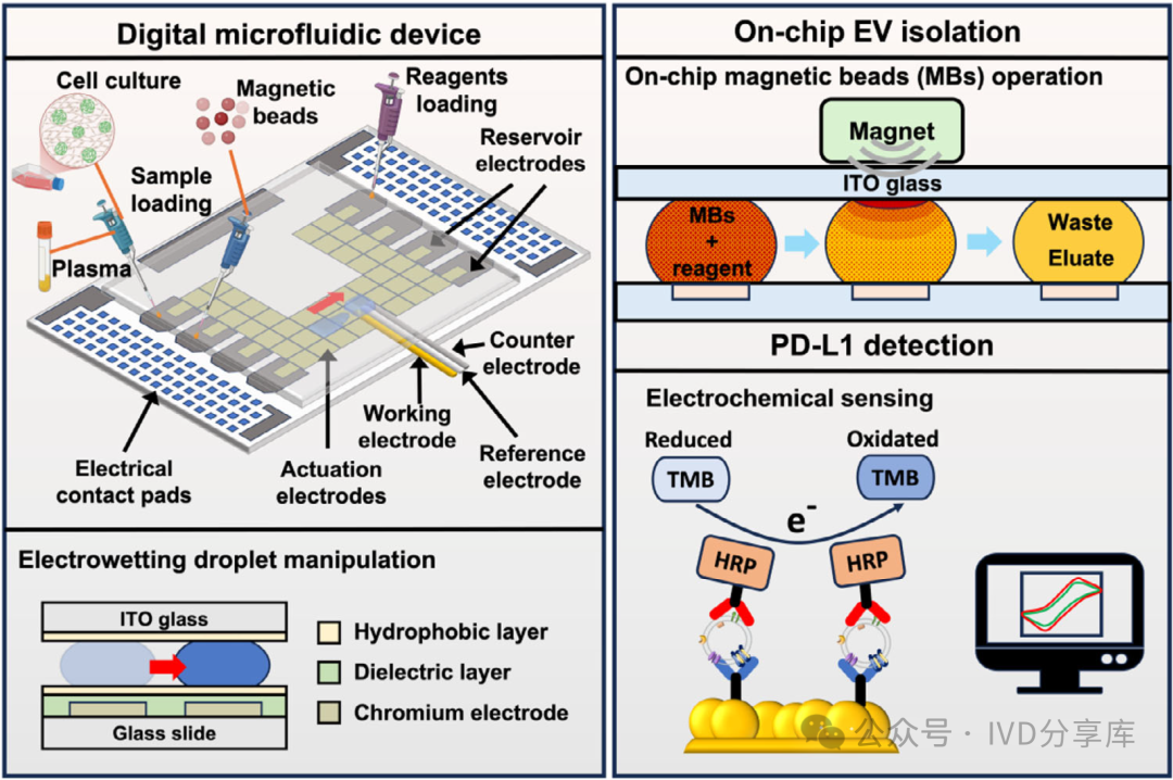Digital Microfluidic Platform for Integrated Electrochemical Sensors: Automated Extraction and Detection of Extracellular Vesicles