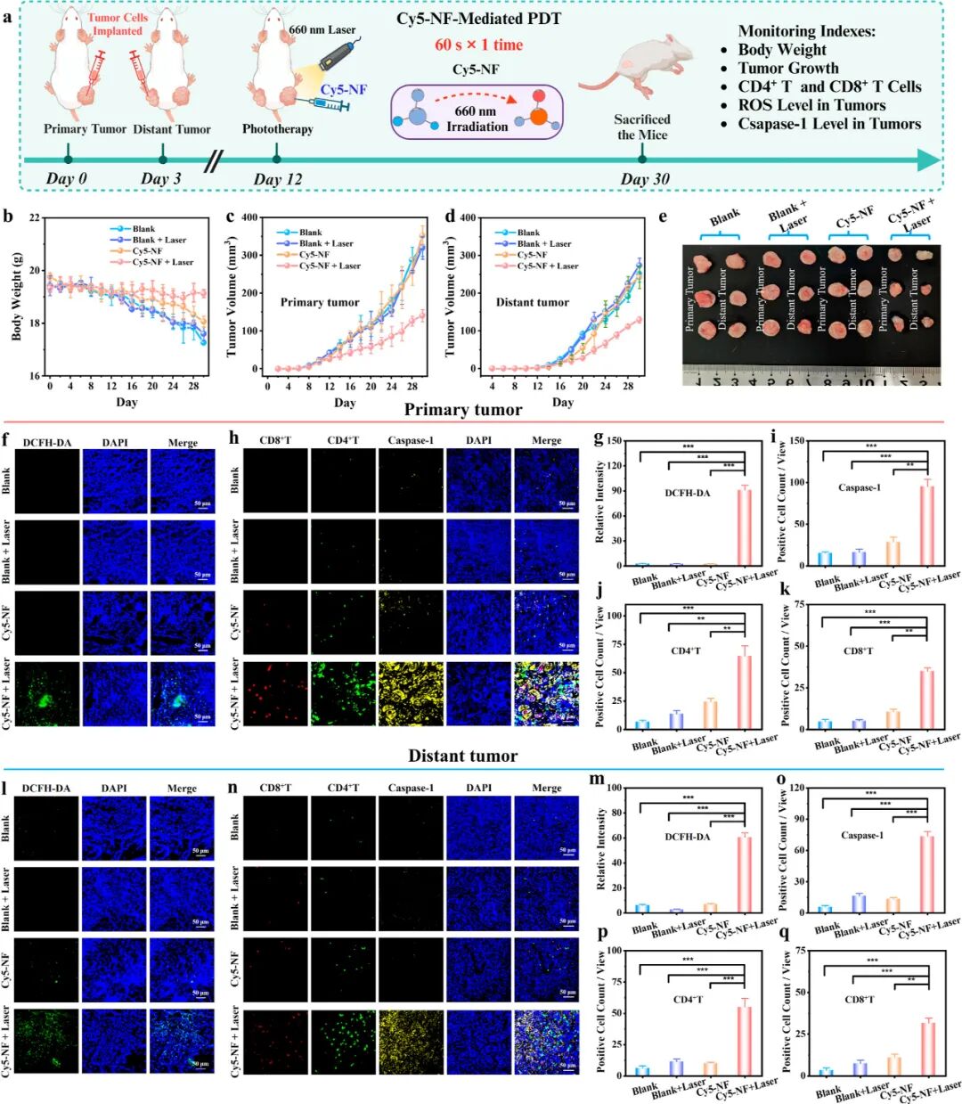 Controlled Electron Transfer: Development of Type I Photosensitizers through Energy Storage Pump Integration Strategy to Induce Long-term Tumor Immune Memory