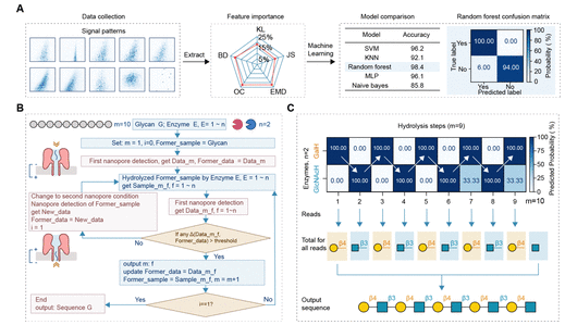 Cutting-Edge Literature: J. Am. Chem. Soc.: Glycosidase-Assisted Nanopore Sensing for Efficient Glycan Sequencing
