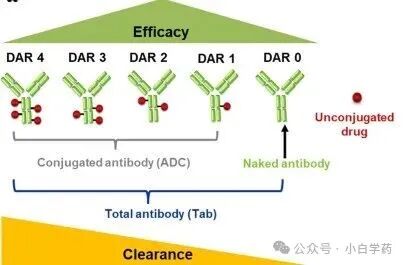 Opportunities for Newcomers in ADC Drugs Amid Challenges!