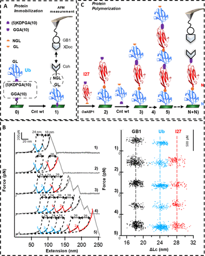 Structural Basis of High-Precision Protein Ligation and Its Application