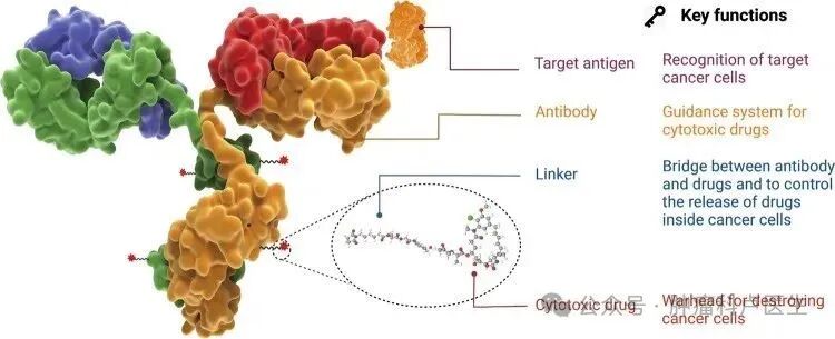 New Antitumor Drug - PDL1 ADC