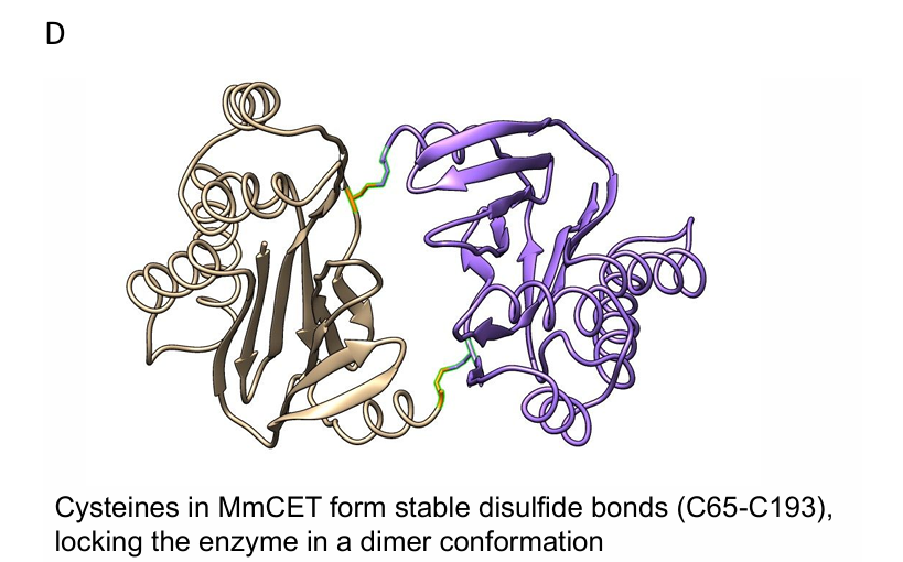 Structural Basis of High-Precision Protein Ligation and Its Application