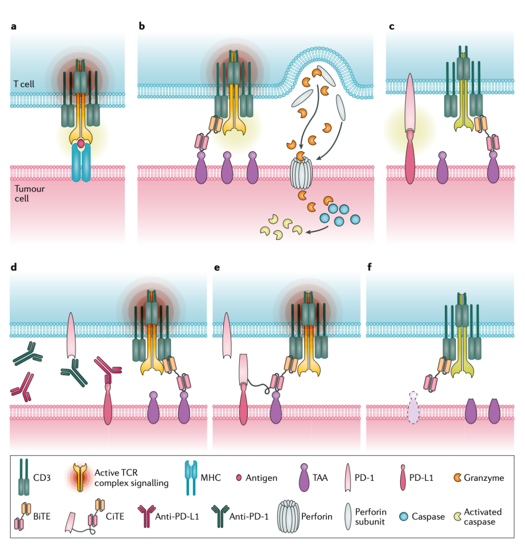 Strange ADC Targets, Complex MoA, and Exhausted Bioassays