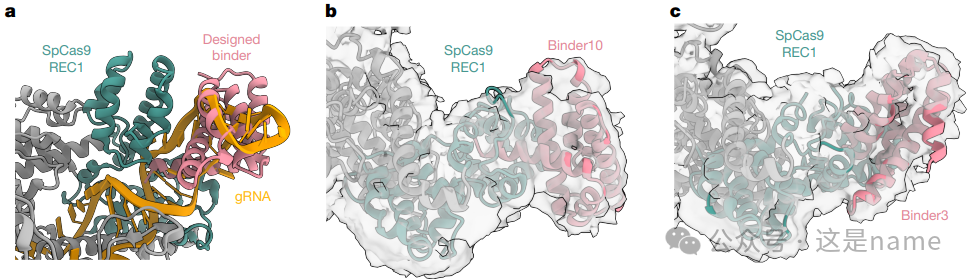 BindCraft: A One-Shot Protein Design Tool for Functional Protein Binders (Nature 2025)