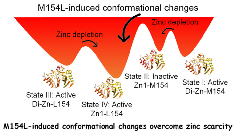 Inhibitor-Dependent Tolerance of New Delhi Metallo-β-Lactamase Driven by Single Mutation-Induced Conformational Changes