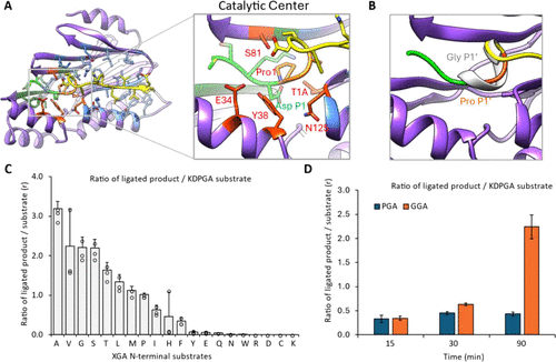 Structural Basis of High-Precision Protein Ligation and Its Application
