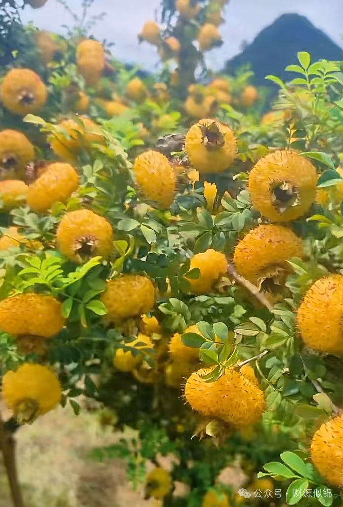The Vitamin C Powerhouse of the Fruit World: With Approximately 2500 mg of Vitamin C per 100g, It's Over 860 Times More than Apples and More than 50 Times More than Oranges