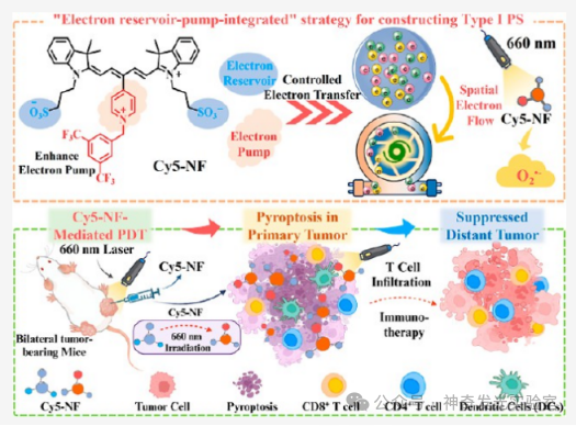 Controlled Electron Transfer: Implementing a Reservoir-Pump Integrated Strategy to Develop a Type I Photosensitizer for Evoking Long-Term Tumor Immunological Memory