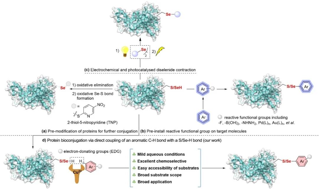 Late-Stage Aromatic C–H Bond Functionalization for Cysteine/Selenocysteine Bioconjugation