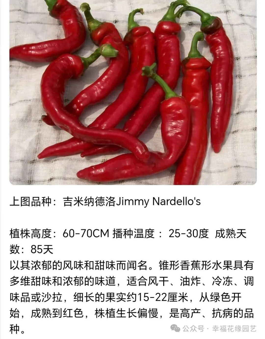 Mini Sweet Peppers: The 'King of Vitamin C' on the Dining Table, Combining Nutrition and Flavor