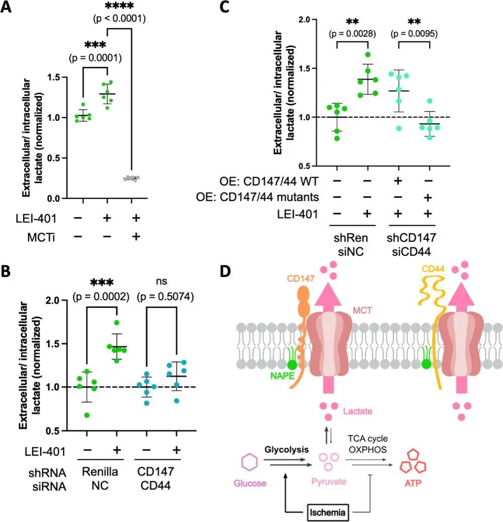 Photoaffinity Labeling Reveals a Role for the Unusual Triply Acylated Phospholipid N-Acylphosphatidylethanolamine in Lactate Homeostasis