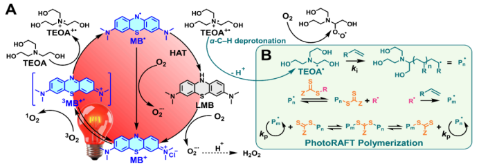 Red Light-Driven, Oxygen-Tolerant RAFT Polymerization Enabled by Methylene Blue