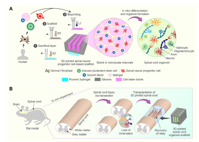 3D Printed Scaffolds Guide Spinal Organoid Formation, Promoting Nerve Regeneration and Functional Recovery After Spinal Cord Injury