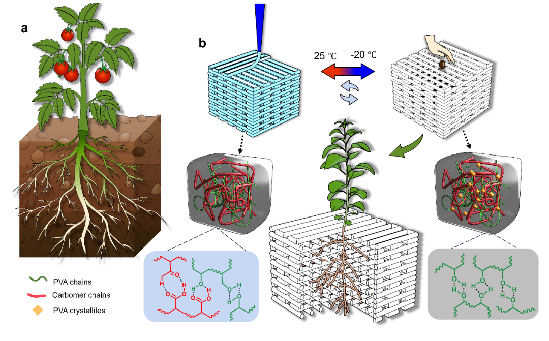 Donghua University Researcher Men Yongjun: The First 3D Printed Plant Growth Medium