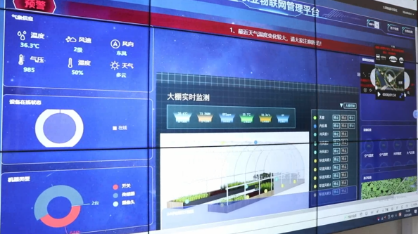 IoT Enables Precise Prediction of Drought and Pest Conditions for Corn Growth in Cheng'an