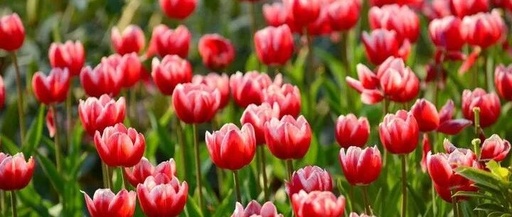 Analyzing the Examination Structure: Clever Approaches to Problem Solving - Analysis Based on C Section (Mock and Real Questions from January to March 2025)