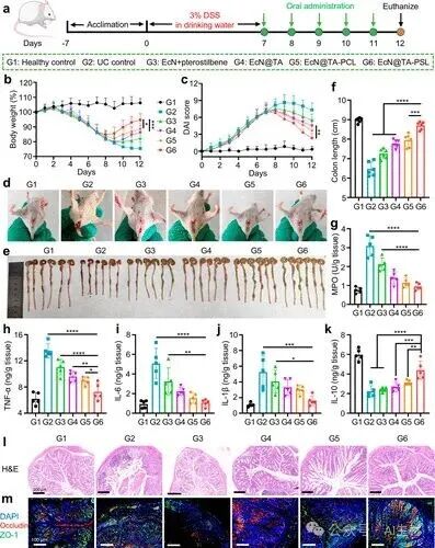 Oral Probiotic-Drug Conjugates for Targeted Colonization and On-Demand Drug Release in the Treatment of Ulcerative Colitis and Its Complications
