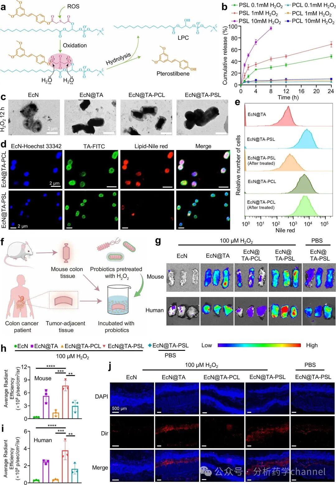 Literature Sharing | J AM CHEM SOC | Probiotic-Drug Conjugates Achieve Site-Specific Probiotic Colonization and On-Demand Drug Release to Combat Ulcerative Colitis and Its Complications