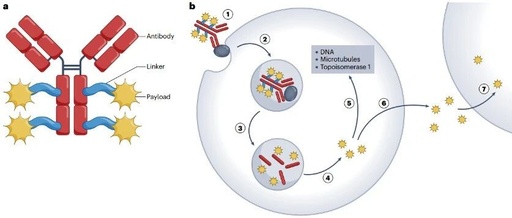 New Antitumor Drug - PDL1 ADC