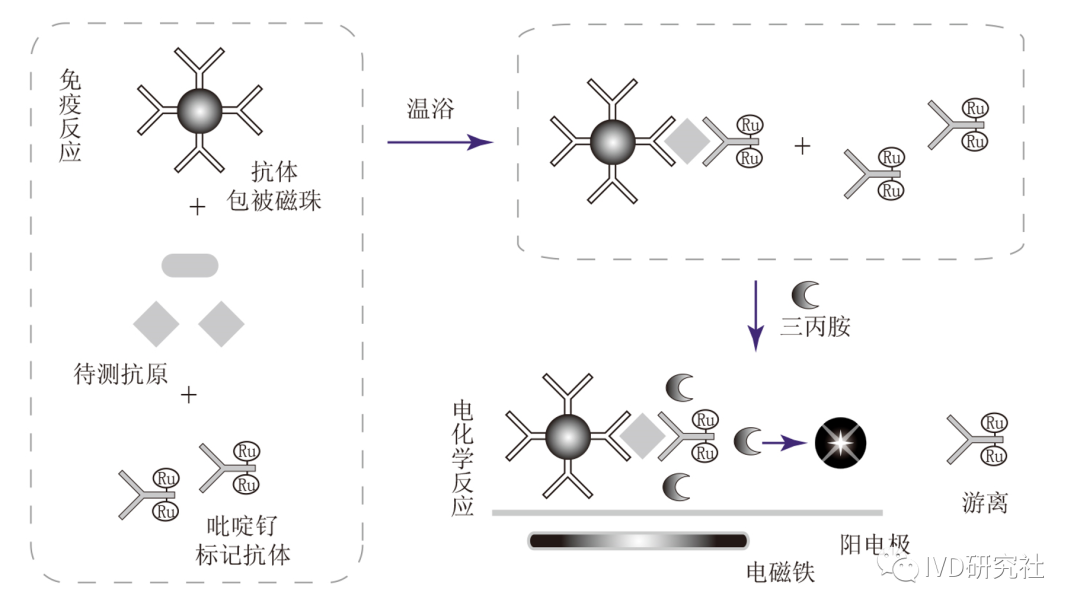 Overview of Chemiluminescent Immunoassay Analyzers