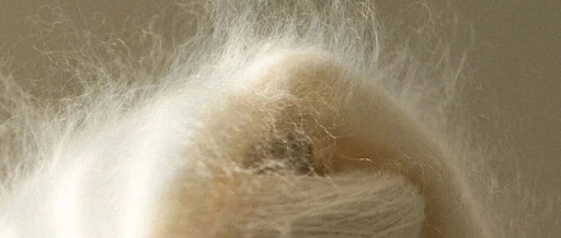 Reflections on Chinese Cashmere: How Far Are We from the 'Loro Piana Myth'?