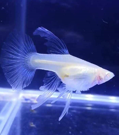 What Does 'Big C' Mean in Guppy Breeding?