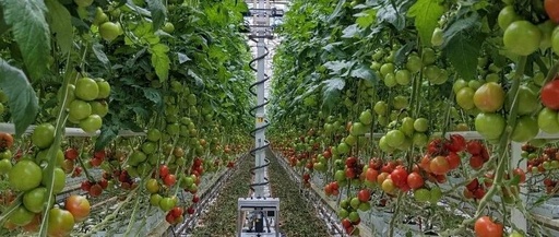 Case Studies of Agricultural Practices Using Artificial Intelligence Robots