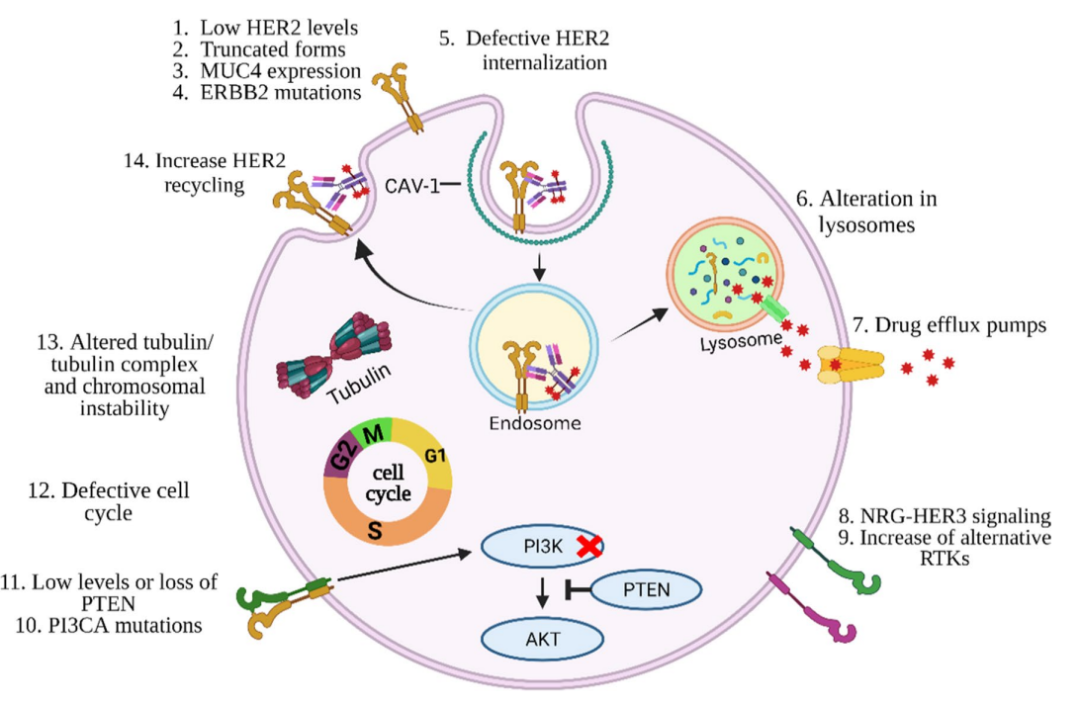 Antibody-Drug Conjugates in Cancer Therapy: Innovations, Challenges, and Future Directions