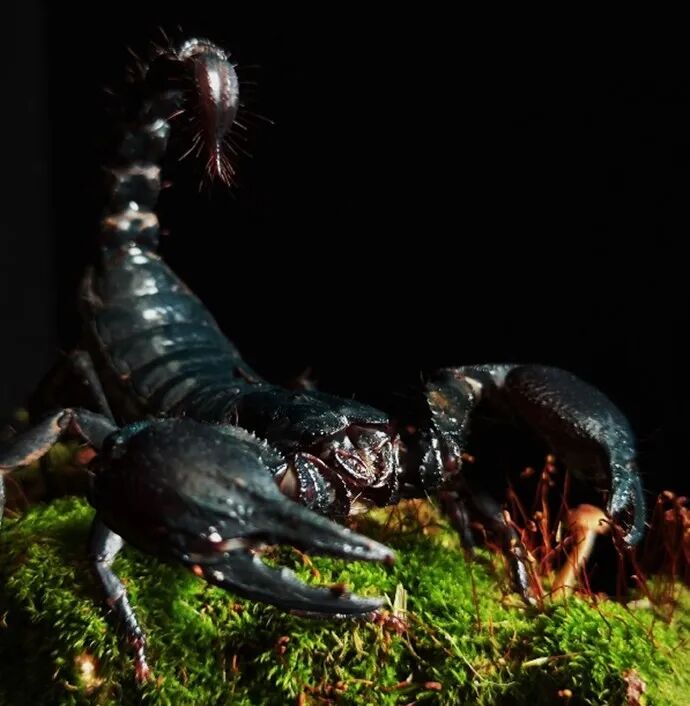 Jilin University: Scorpion-Inspired Biomimetic Sensors Assist Hexapod Robots in "Hunting" Behavior