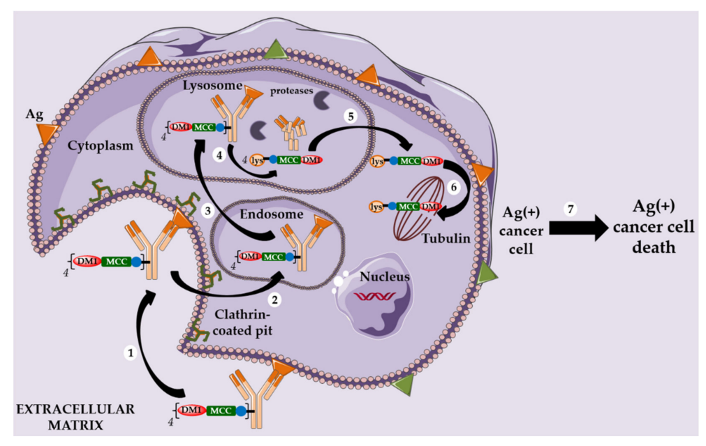 The Evolution of Antibody-Drug Conjugates (ADCs)