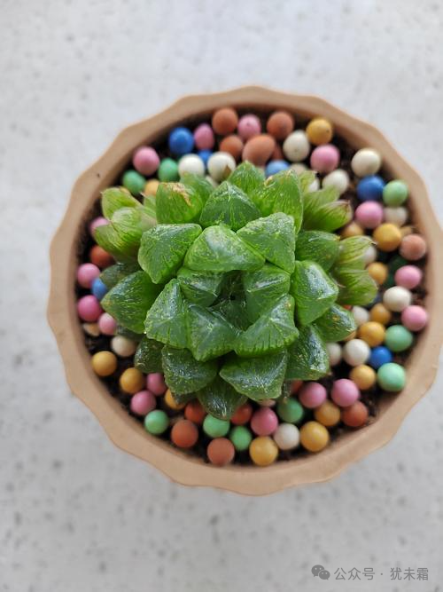 Haworthia: The Crystal Clear Mini Desktop Plant