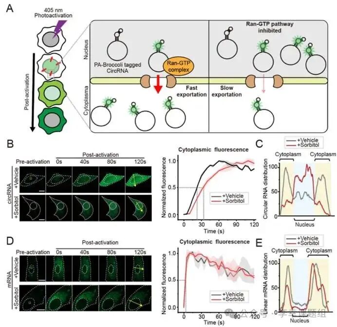 Photoactivatable RNA Tags for Subcellular Photolabeling of RNA