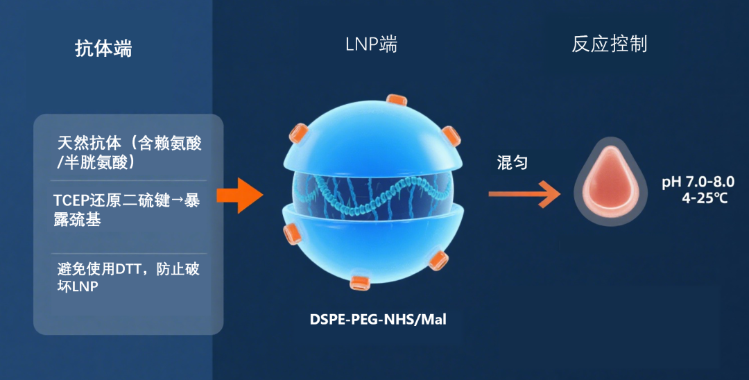 How to Apply ADC Coupling Strategies to Antibody-Conjugated LNPs?