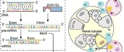 Macrophage Zc3h12c Limits Tissue Inflammation and Injury via Alternative Splicing of Pre-mRNA