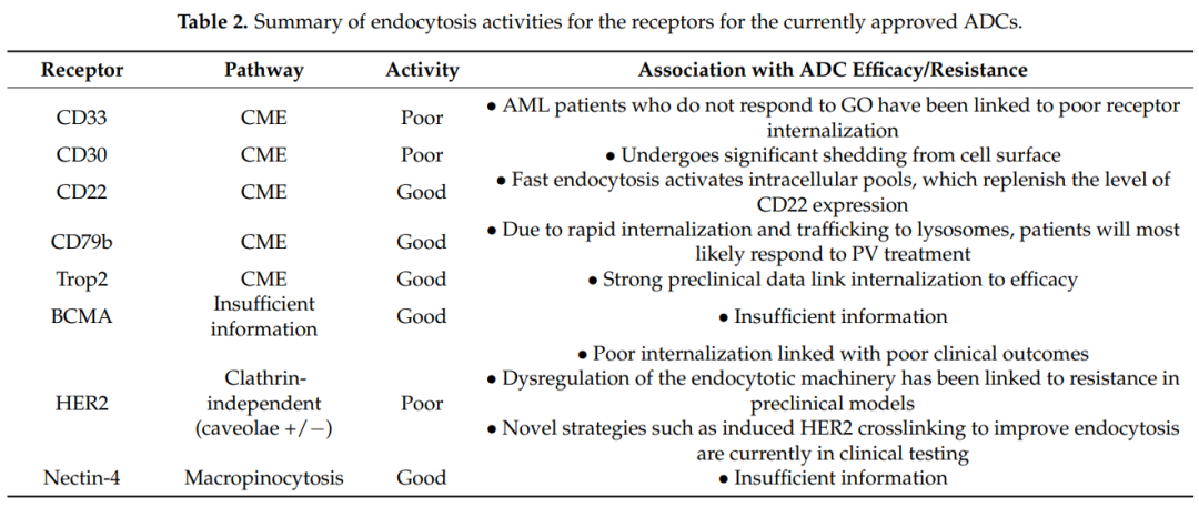 Mechanisms of Endocytosis for ADC Drugs
