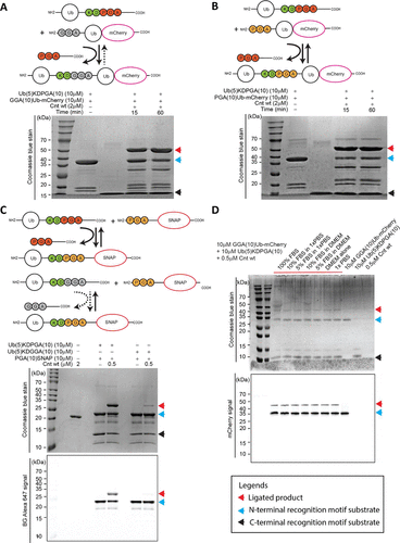 Structural Basis of High-Precision Protein Ligation and Its Application