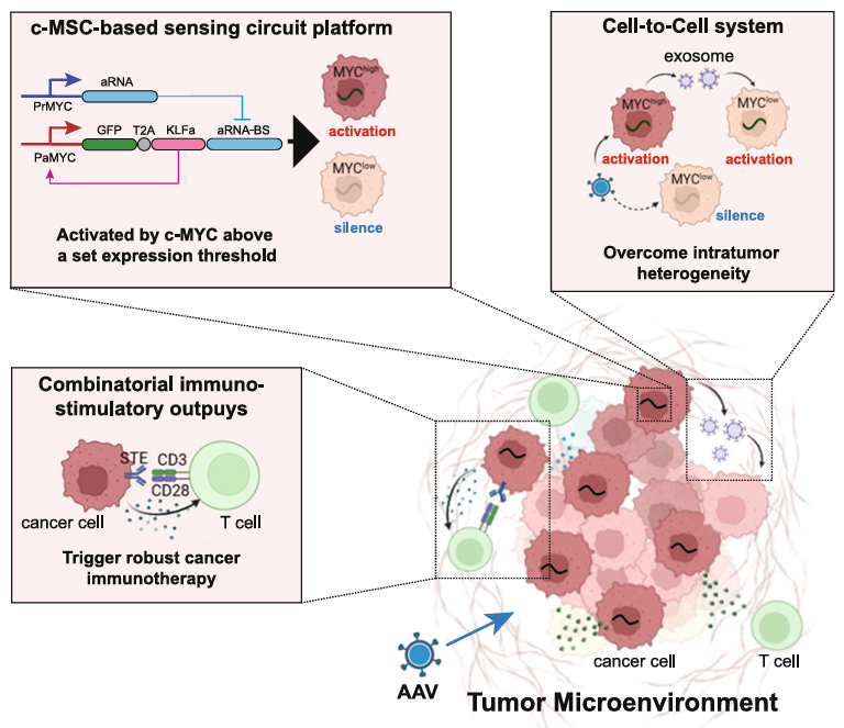 Reprogramming the Tumor Microenvironment with c-MYC-Based Gene Circuit Platform to Enhance Specific Cancer Immunotherapy