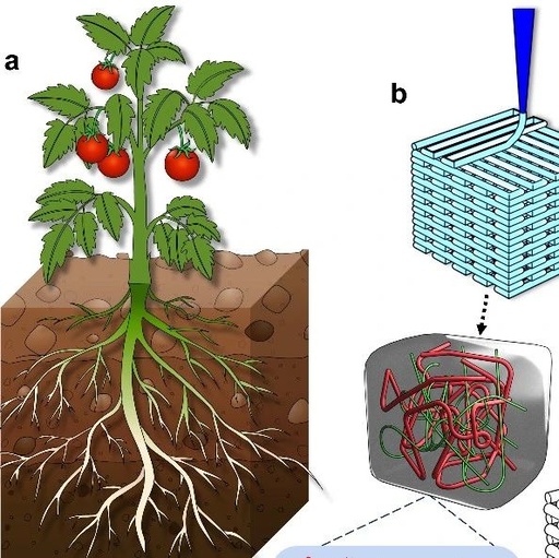 Donghua University Researcher Men Yongjun: The First 3D Printed Plant Growth Medium